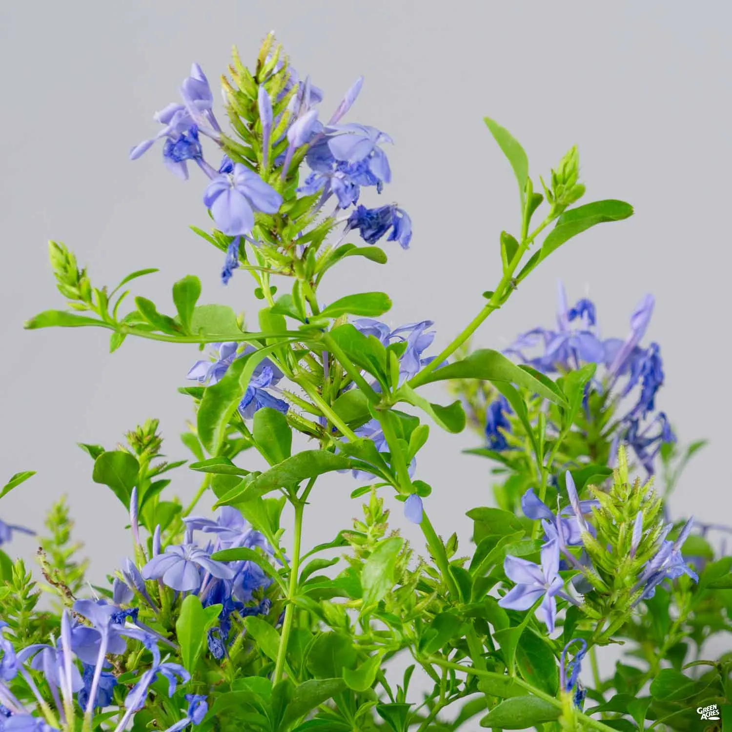 Blue Cape Plumbago