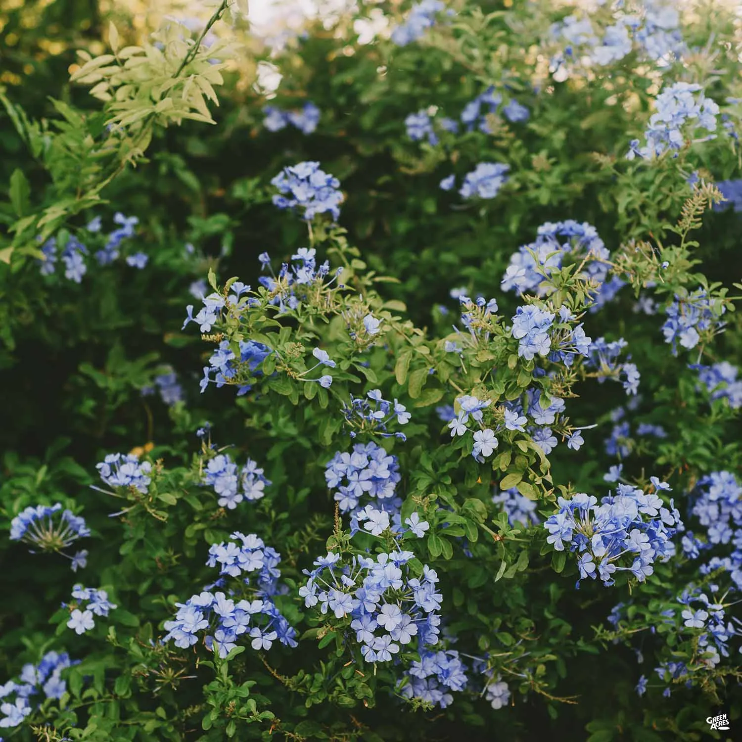 Blue Cape Plumbago